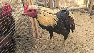 Download lagu Kosem Shey 3. Qaib Pama Kosem X Chiang Mai mp3