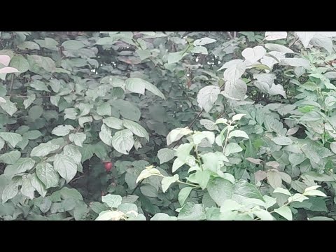 Laguna Alb - Alpha Sibiu