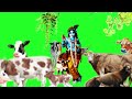 Gopashtami Special Shri Krishna Motion Graphics Green Screen Krishna Motion Graphics
