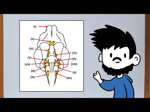 Nervios craneales (parte 1) Anatomía veterinaria