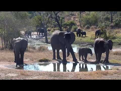 Djuma: Elephants scattered all around - 14:00 - 07/01/21
