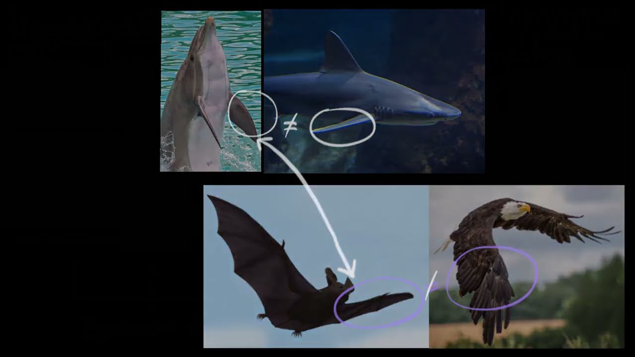 Video thumbnail for Homologous & analogous structures (PK)