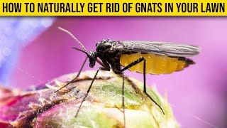 How To Naturally Get Rid Of Gnats In Your Lawn