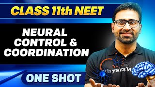 NEURAL CONTROL & COORDINATION in ONE SHOT || All Concepts, Tricks & PYQ || Ummeed NEET
