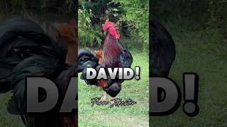 Download lagu The Poultry Prophecy: David Has Been Chosen!David!, Oooooh David!, Daaaviiidd! #david #chickens mp3 Download lagu The Poultry Prophecy: David Has Been Chosen!David!, Oooooh David!, Daaaviiidd! #david #chickens mp3