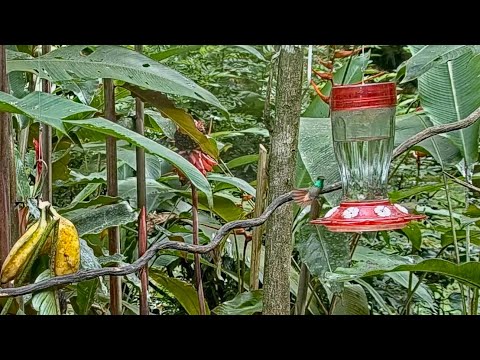 Rufous-tailed Hummingbirds Share The Nectar Feeder In Panama – Oct. 18, 2021