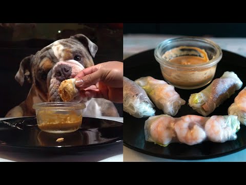 YouTube video about: Can dogs eat spring rolls?