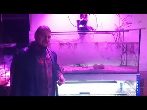 Aquarium Wasser trüb? Tipps für sauberes klares Wasser im Aquarium ohne Filter.