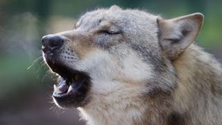 preview picture of video 'Werden Wölfe im Straßenverkehr überfahren? Wildunfall Auto Wolf anfahren Wolfcenter Dörverden'