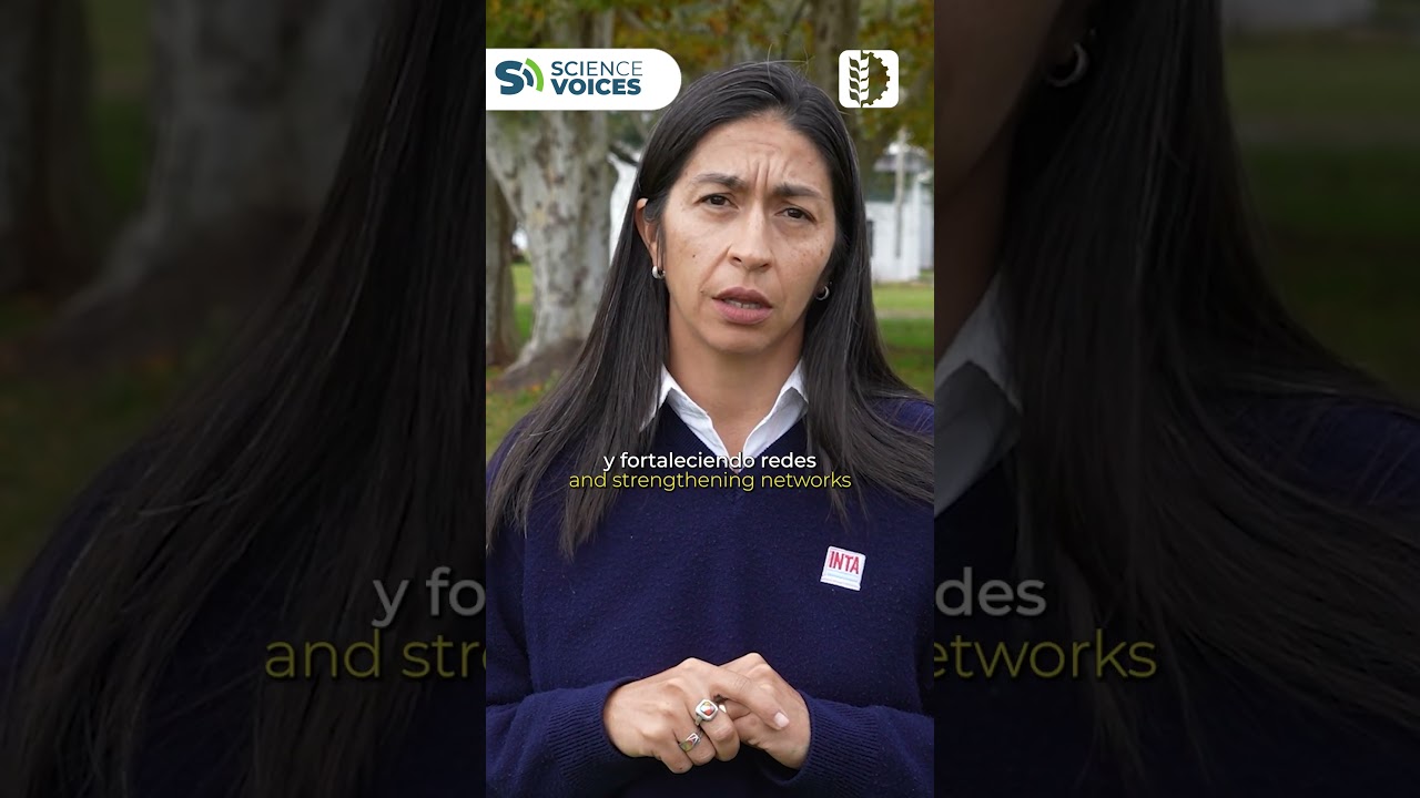 #sciencevoices de @fontagro: Maíz Resiliente: Innovación y manejo sostenible del achaparramiento