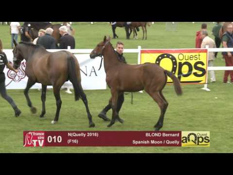 Show AQPS Le Lion 2016 : Lot 10 - N(Quelly 2016)