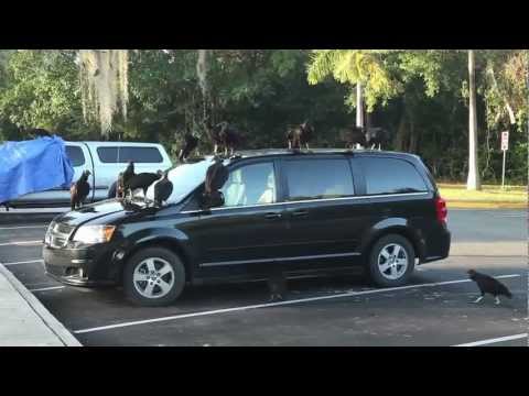 Vultures of the Everglades