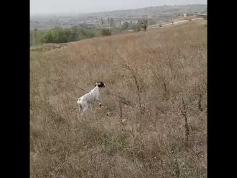 Bıldırıcın Av Videoları 13 Bıldırıcın Av Videoları 13
