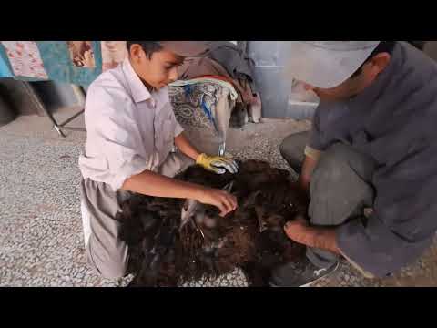 From Zero to Pro: Complete Lamb Shearing Guide — Prep, Tools & Technique 🐑✂️✨