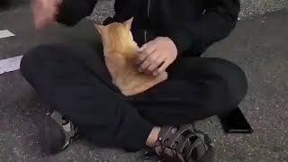 いい場所を発見した猫さん #shorts