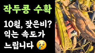 작두콩 수확???? 10월 잦은비 때문일까? 익는 속도가 느립니다???? 