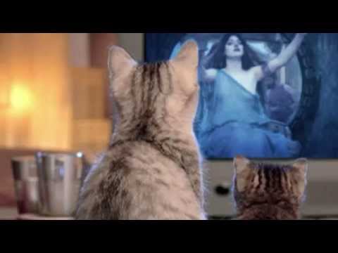 MON AMOYR - JEAN FRANCOIS MAURICE