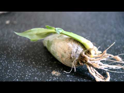 European Project Plant!! | Archie's Orchids