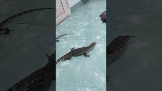 Download lagu reptil peliharaan #biawak #iguana #beardeddragon #panana mp3