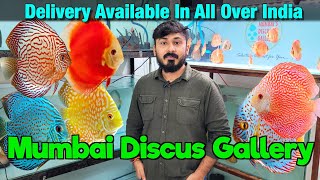 Aquarium Fish at Mumbai Discus Gallery & Bombayrium I Delivery Available All Over india