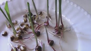 Germinating Corn Seeds - To Plant in Pots or Check For Seed Viability.