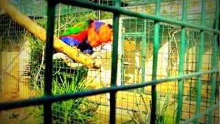 preview picture of video 'Attica Zoological Park... Funny parrots..wmv'