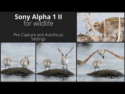 Sony A1 II Pre-Capture and Autofocus Settings for wildlife.
