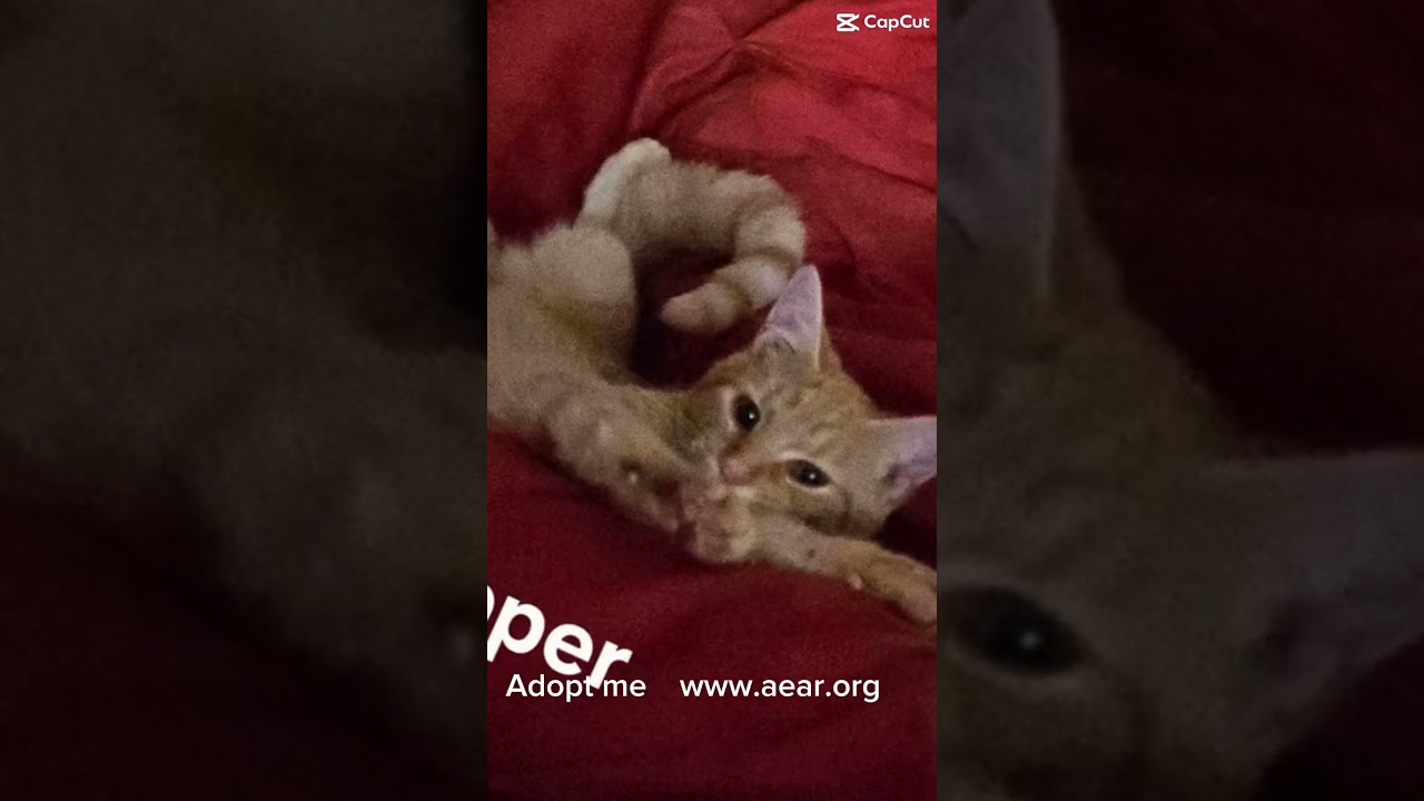 Enlarge Zipper, a Adoptable mixed breed in Libertyville, IL video 6/6