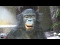Zerbissener Bonobo Affe Bili Im Wuppertaler Zoo 2019