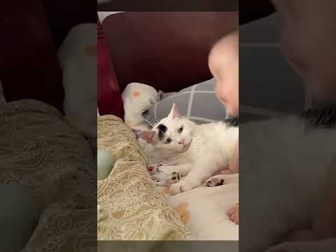 เมื่อพ่อแม่ฝากลูกไว้กับแมว!!  #youtubeshorts #shortsth #pets #animals #cat #แมว  #ไวรัล #funny