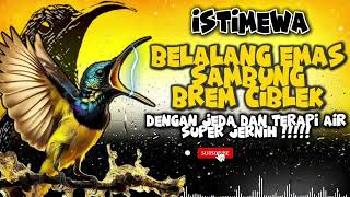 Download lagu MASTERAN SOGON‼️ BELALANG EMAS SAMBUNG BREM CIBLEK DENGAN JEDAN DAN TERAPI AIR #sogon #sogokontong mp3