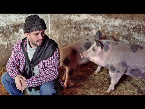 AFACERE CU PORCI 🐷 #3Chestii