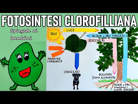 🌳🌿 La FOTOSINTESI CLOROFILLIANA spiegata ai bambini (esperimento e schema interattivo)
