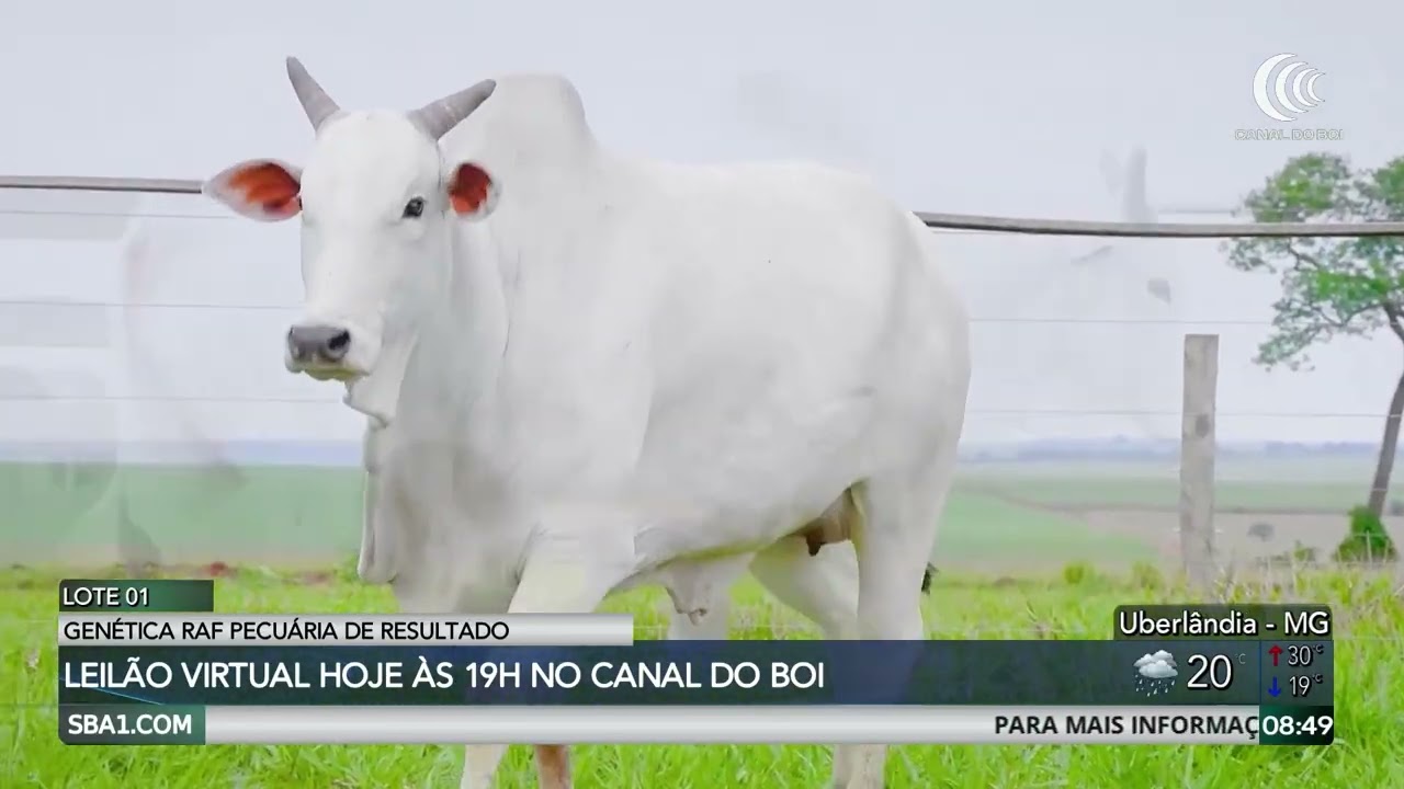 Leilão Genética RAF oferta 50 matrizes selecionadas no Canal do Boi