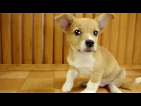 180805コーギージャック