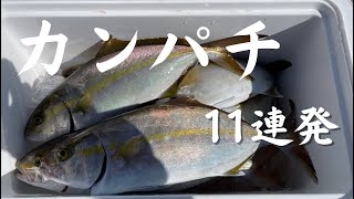 相模湾でカンパチ連発！！初心者でもできる簡単な釣り方！【相模湾ジギング】