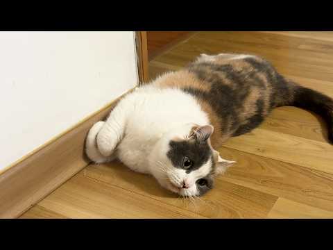 6개월만에 다시 온 할미집, 냥이들은 기억하고 있을까?