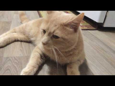 The cat news on Elias Raji for July 4 2020🐱📰💥