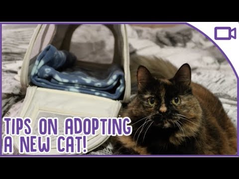 How to Adopt a Cat - Cat Adoption 101!