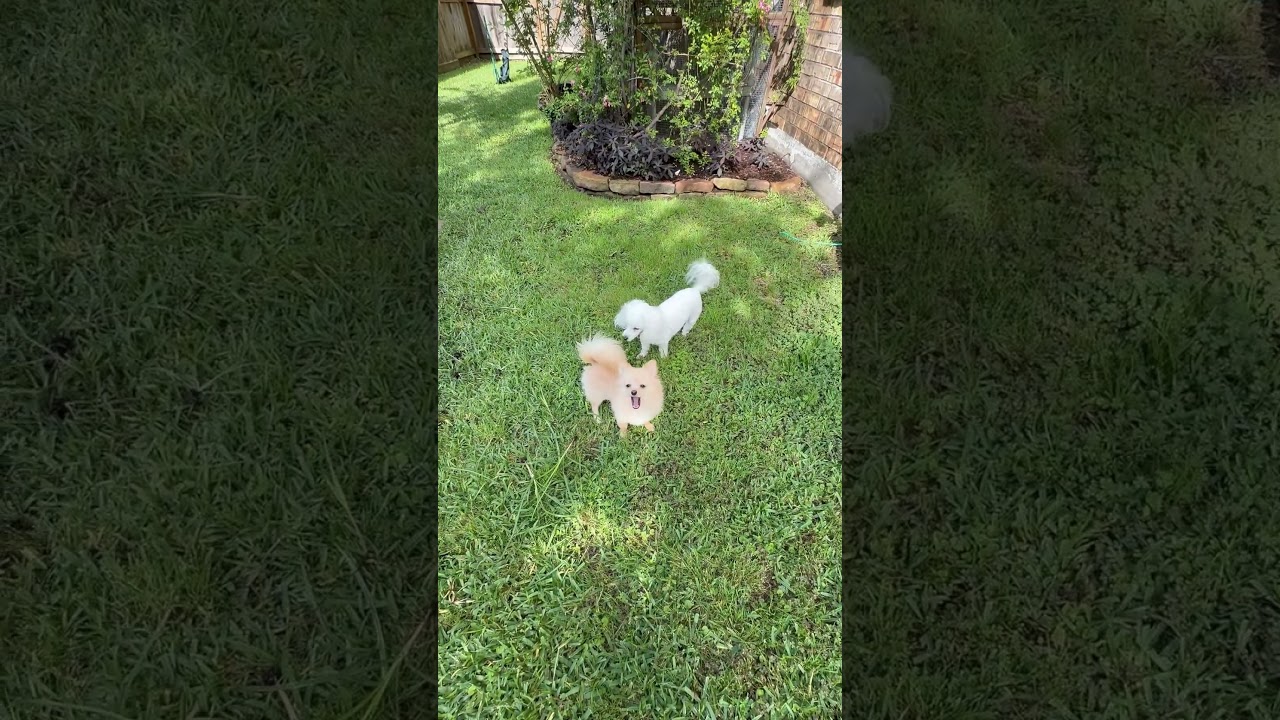 Toasty, a Adoptable Pomeranian in Chicago, IL video 6/6