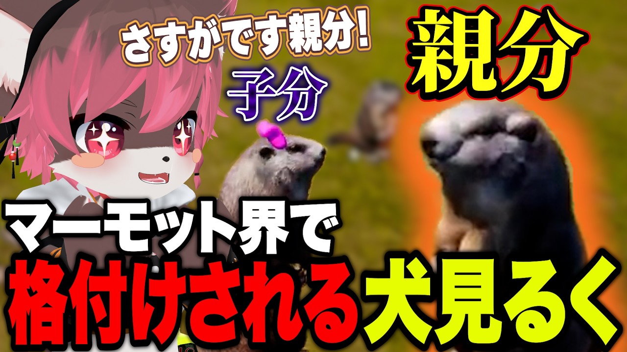 【切り抜き】あまりにも世知辛すぎるマーモットの社会🐾【Marmot Fight Club】