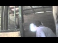 Humane Society investigates horse soring in Middle ...