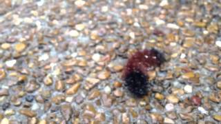 Caterpillar in the rain