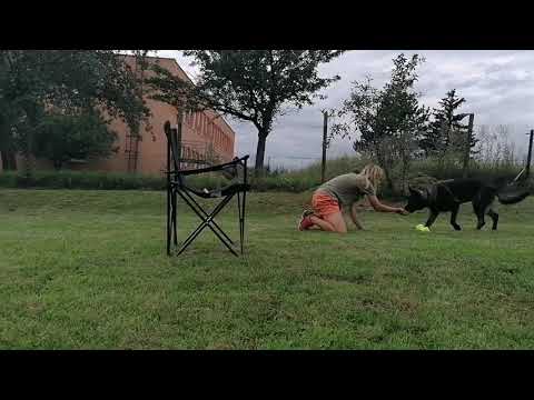 Ruby Rose Leryka - nácvik Aportu (1 Část) 8/2020 (8,5 měsíců )