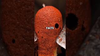 random facts✨️ #randomfacts #dailyfacts #ytshorts #interestingfacts #mindblowingfacts #facts