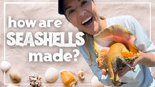 How Are Seashells Made? Fun Ocean Science