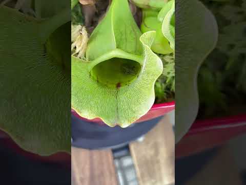 園芸 サラセン、サラセニア