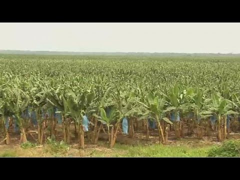 download lagu mp3 mp4 African Banana Name, download lagu African Banana Name gratis, unduh video klip African Banana Name