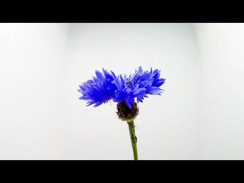 園芸 ヤグルマギク、ブルーバーベル