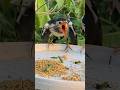 Birds For Cats 🐱 CAT TV Birds Sound #birds #shorts #shortsvideo #catstv #birdsforcatstowatch #cat